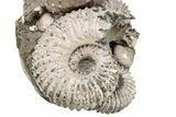 Tractor Ammonite (Douvilleiceras) Fossil - Monster Specimen! #207432-8